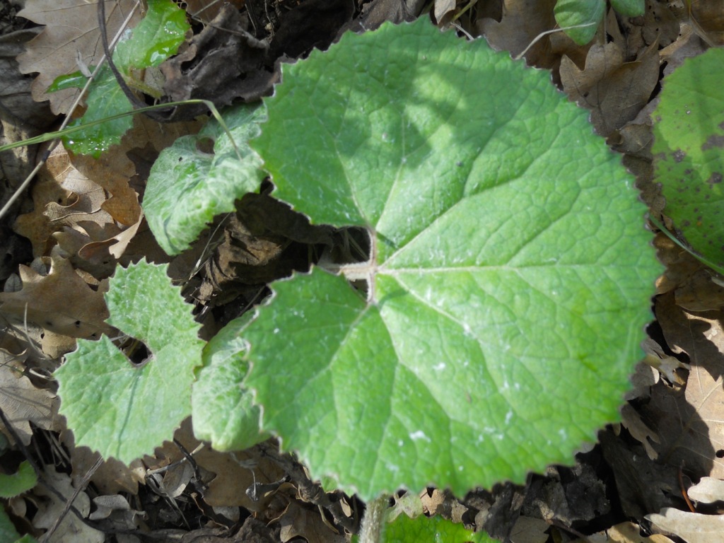 Petasites pyrenaicus (=P.fragrans) / Farfaraccio vaniglione